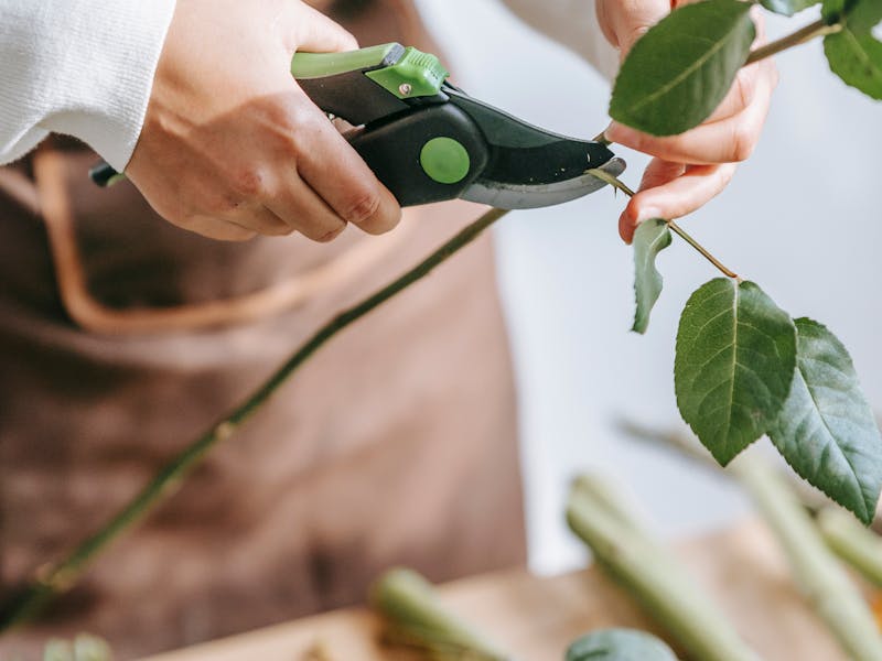 Aménagement de jardin à Nice — Cyrille Cheveau